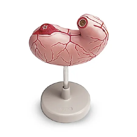 Nasco - Walter Products - LA00204 - Stomach Model Walter Products Life-Size 1-3/4 lbs.