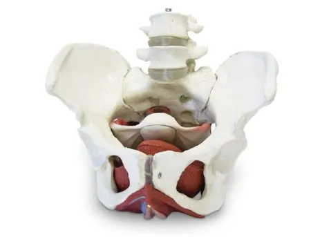 Nasco - Walter Products - SB50955 - Female Pelvic Skeleton with Organs Walter Products