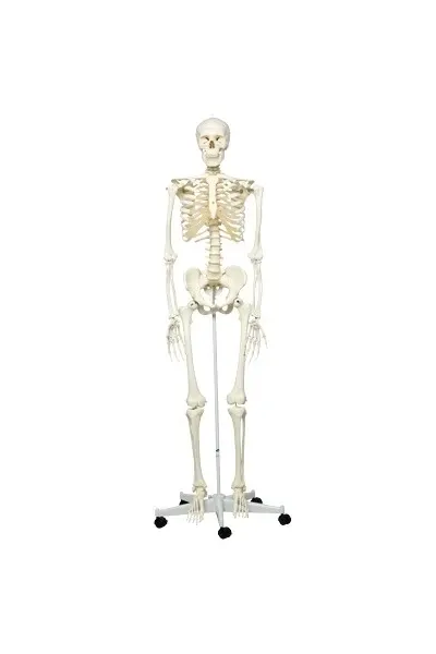 Fabrication Enterprises - 12-4500 - Anatomical Model - Stan the classic skeleton on roller stand