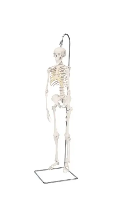Fabrication Enterprises - 12-4505 - Anatomical Model - Shorty the mini skeleton on hanging stand