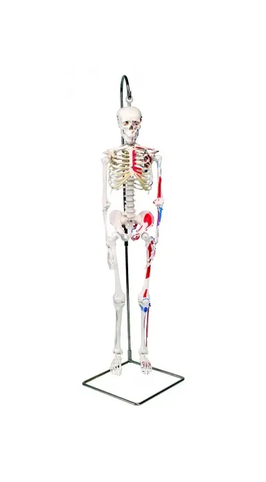 Fabrication Enterprises - 12-4507 - Anatomical Model - Shorty the mini skeleton with muscles on hanging stand
