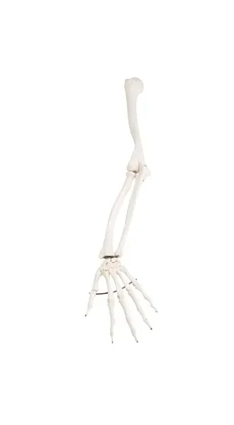 Fabrication Enterprises - 12-4582L - Anatomical Model - loose bones, arm skeleton, left (wire)