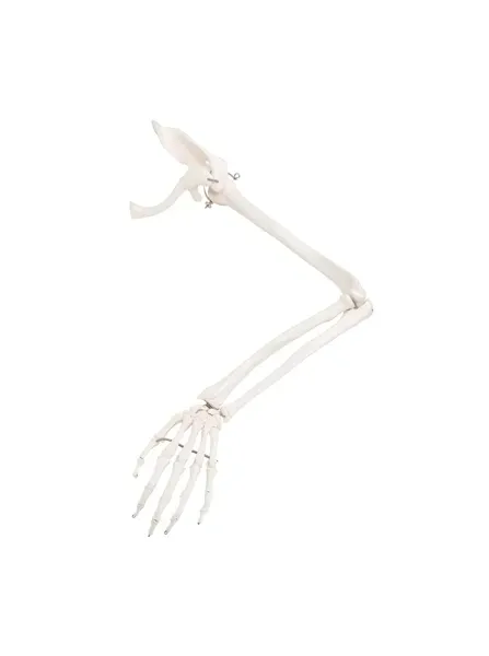 Fabrication Enterprises - 12-4583L - Anatomical Model - loose bones, arm skeleton with scapula and clavicle, left (wire)