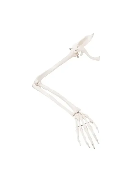 Fabrication Enterprises - 12-4583R - Anatomical Model - loose bones, arm skeleton with scapula and clavicle, right (wire)