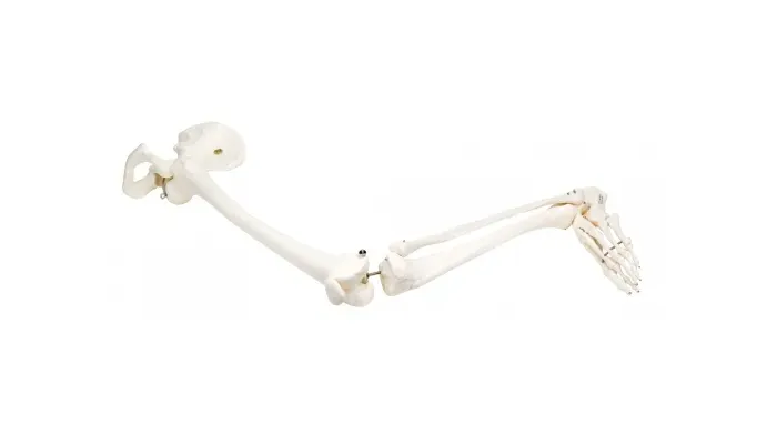 Fabrication Enterprises - 12-4587L - Anatomical Model - loose bones, leg skeleton with hip, left (wire)