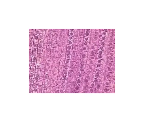 Wards Science - 470182-556 - Prepared Microscope Slide 1 X 3 Inch Plain